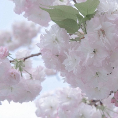 东宝福瑞交流群